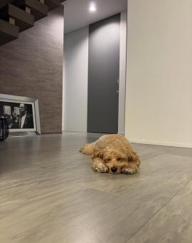 ノミネート作品13