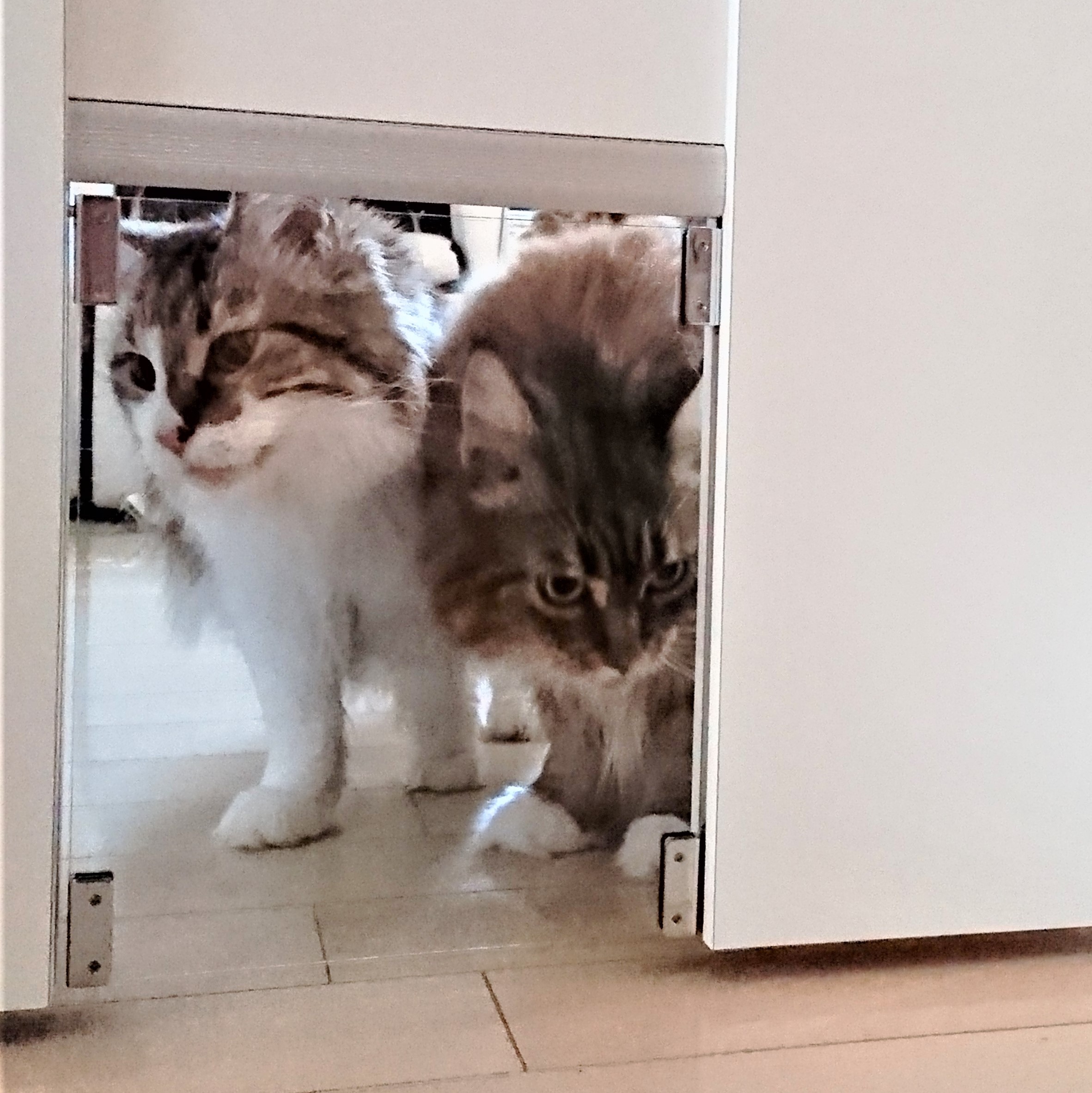 家中どこでも自由に行き来 ドアを変えてわが家の猫はストレスフリー Kamiya Magazine 家中どこでも自由に行き来 ドアを変えてわが家の猫はストレスフリー Kamiya Magazine
