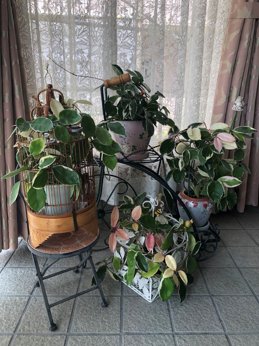 もう幻の花じゃない！今年も咲いた。わが家の観葉植物「ホヤ 