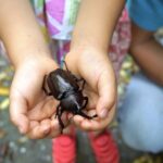 
					カブトムシもペット？！～イタリア人OLの日本のペットに驚いたこと～